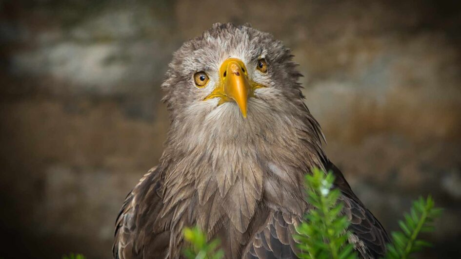 Vogelschutzzone Val Tuors 1 aktiv